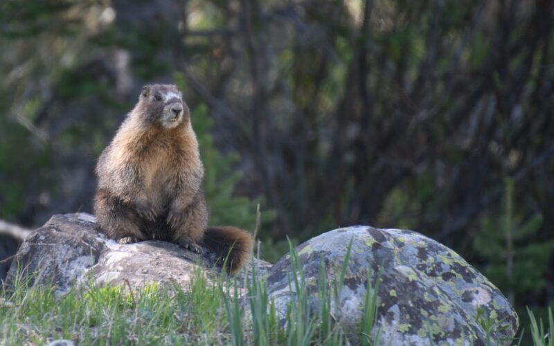 Ecología: Marmotas en OnlyFans para financiar ciencia