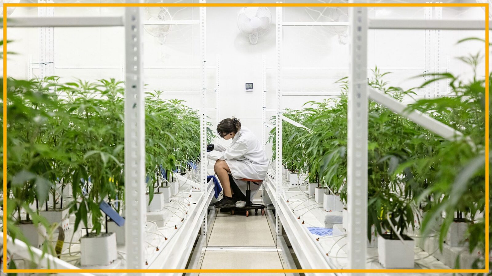 Medicina: Reclasificar el cannabis abriría la investigación