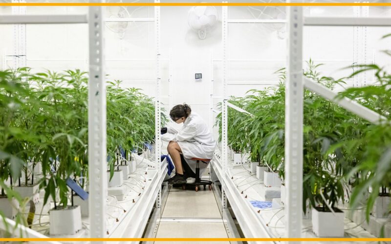 Medicina: Reclasificar el cannabis abriría la investigación