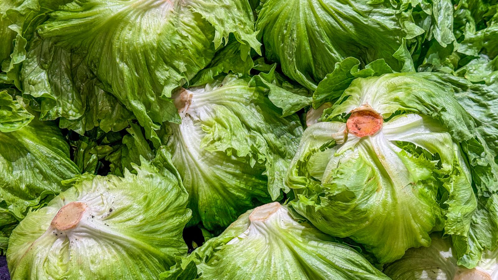 Salud: Brote de Cyclospora ligado a lechuga iceberg