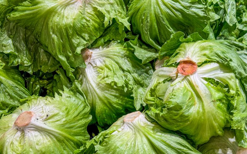 Salud: Brote de Cyclospora ligado a lechuga iceberg