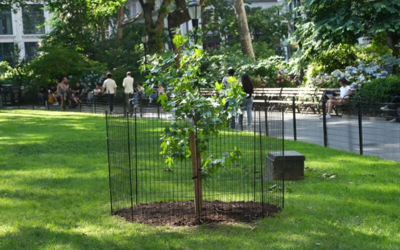 Espacio: Una semilla de Artemis I ya crece en Nueva York