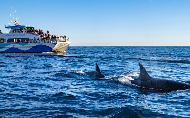 Biología marina: Las orcas ibéricas vuelven a hundir un barco