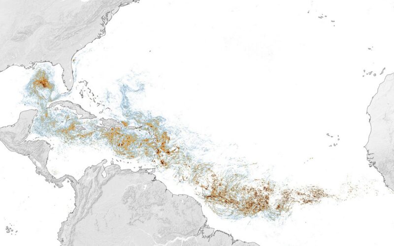 Ecología marina: El sargazo marca máximos en el Caribe
