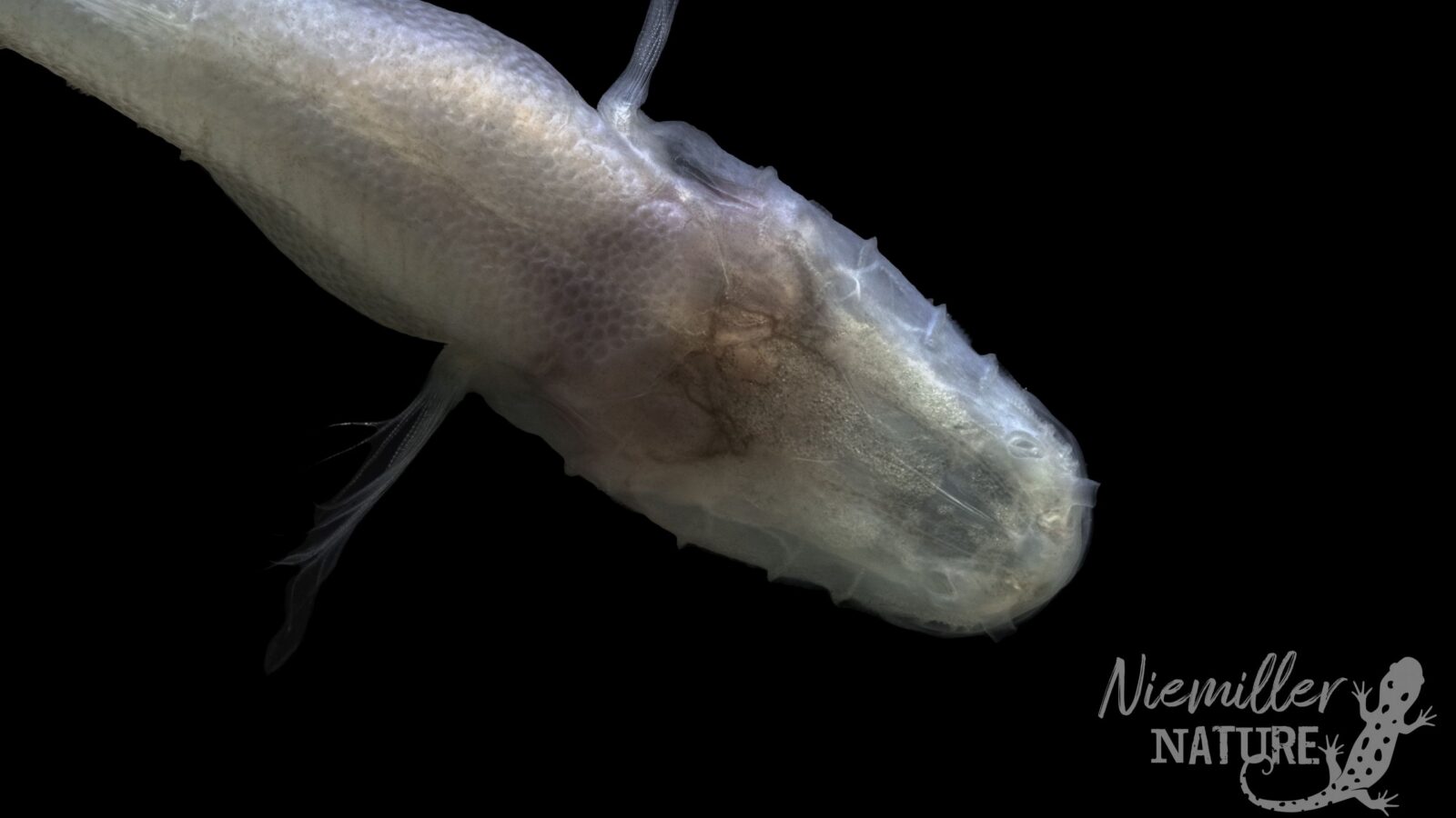 Biología: Un pez sin ojos hallado en una sola cueva