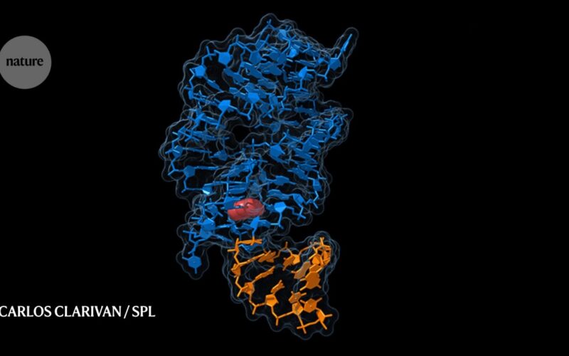 Biología: El ARN gana terreno como herramienta nanométrica