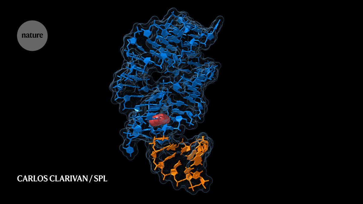 Biología: El ARN gana terreno como herramienta nanométrica