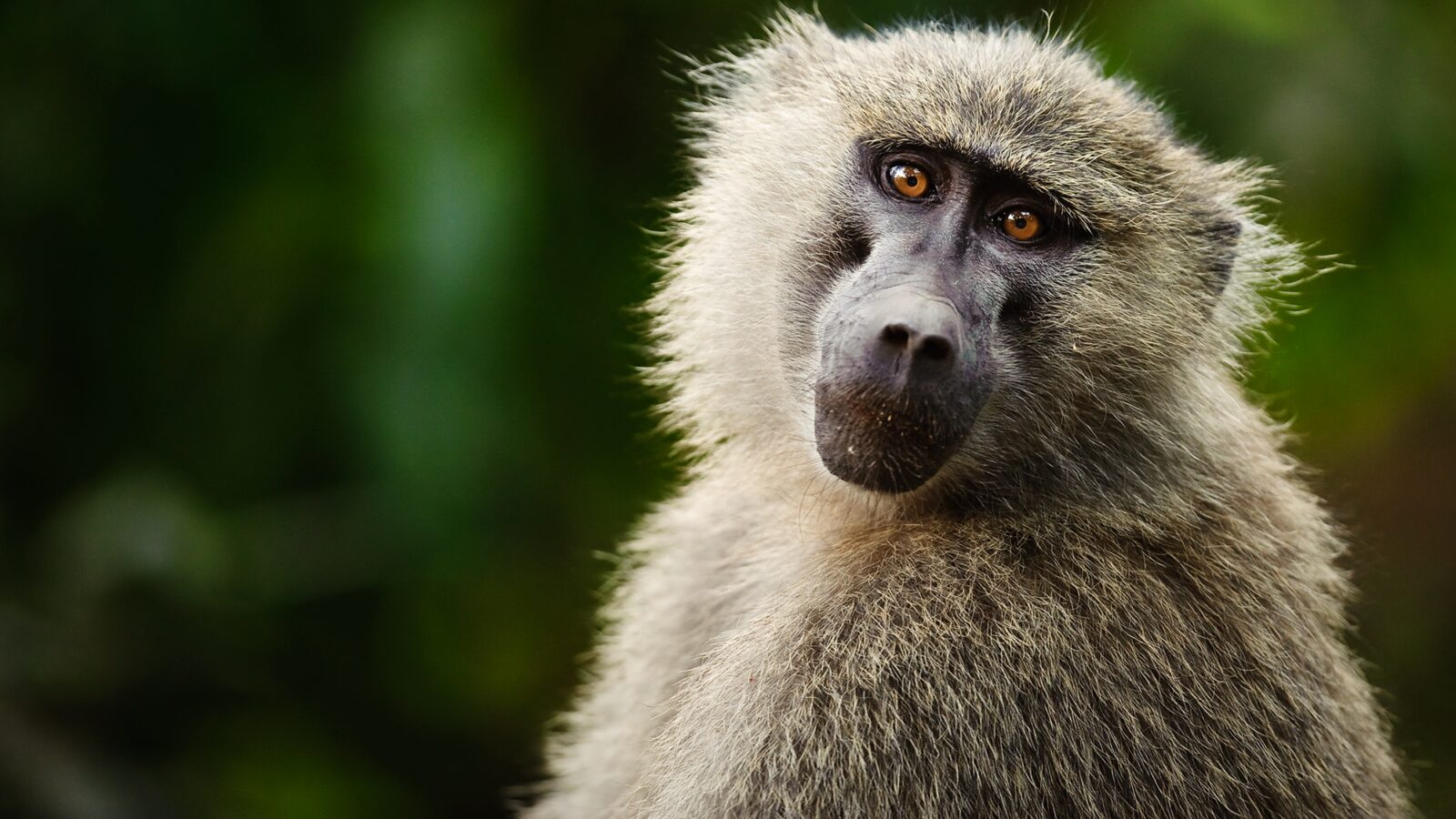 Cognición: los monos también intuyen la geometría