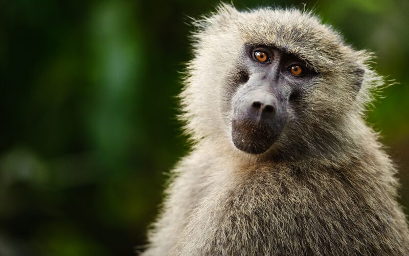 Cognición: los monos también intuyen la geometría