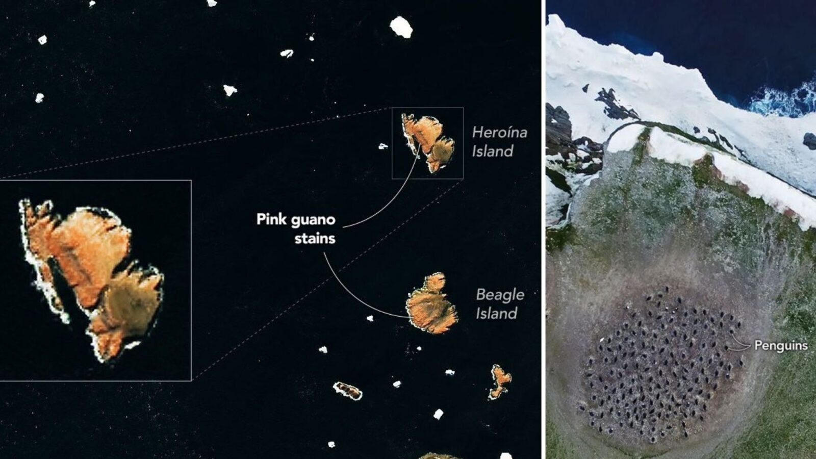 Ecología: El guano rosado visible desde el espacio