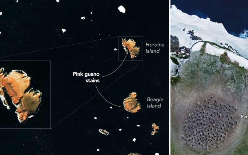 Ecología: El guano rosado visible desde el espacio