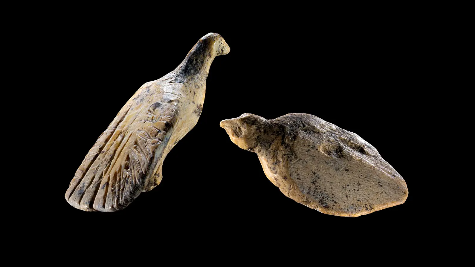 Paleontología: Dos aves de marfil caben en una uña