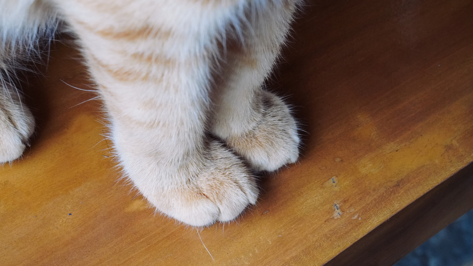 Biología: Los «bigotes» que los gatos llevan en las patas
