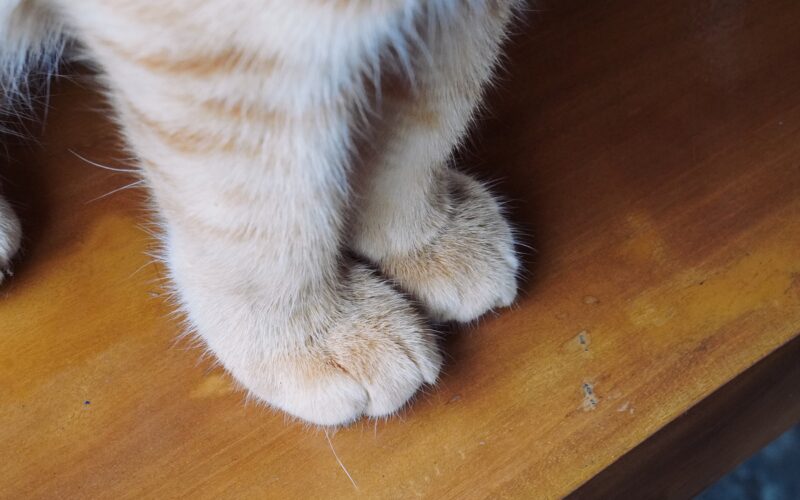 Biología: Los «bigotes» que los gatos llevan en las patas