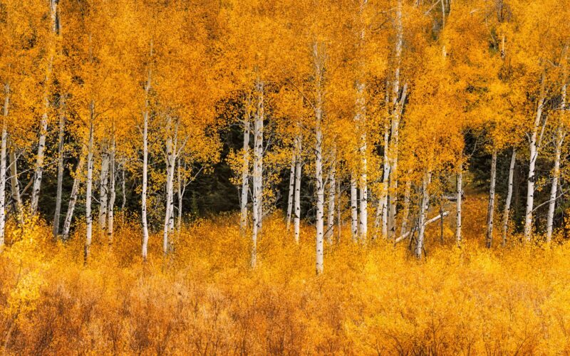 Ecología: Los álamos pueden frenar incendios forestales