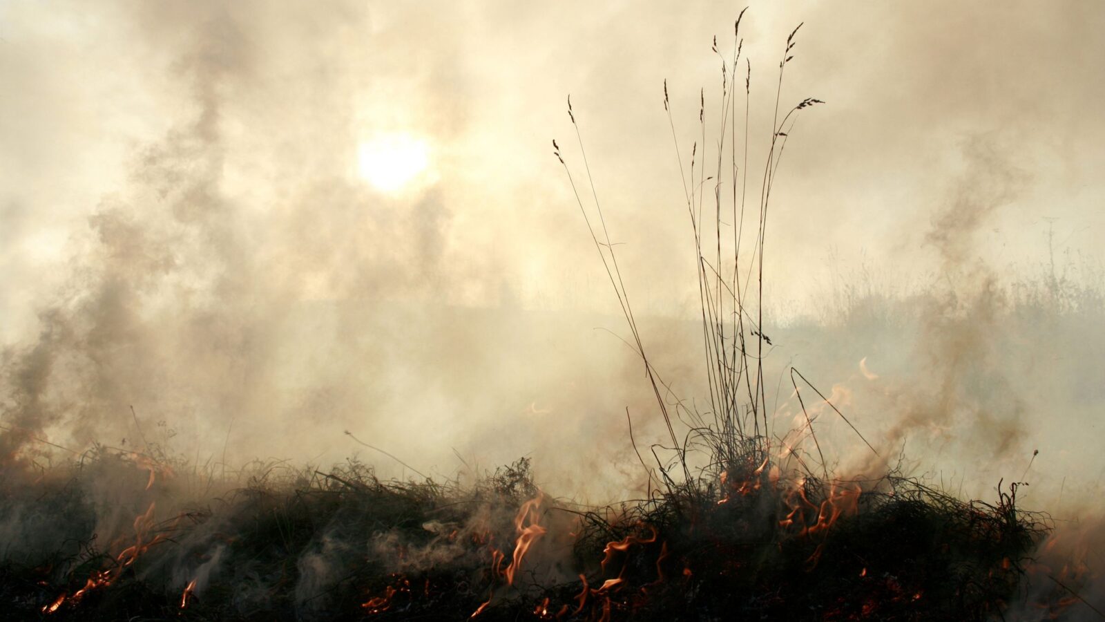 Clima: Un super El Niño pone a prueba ecosistemas