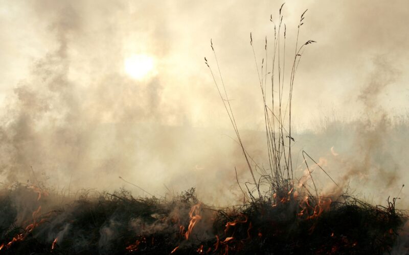 Clima: Un super El Niño pone a prueba ecosistemas