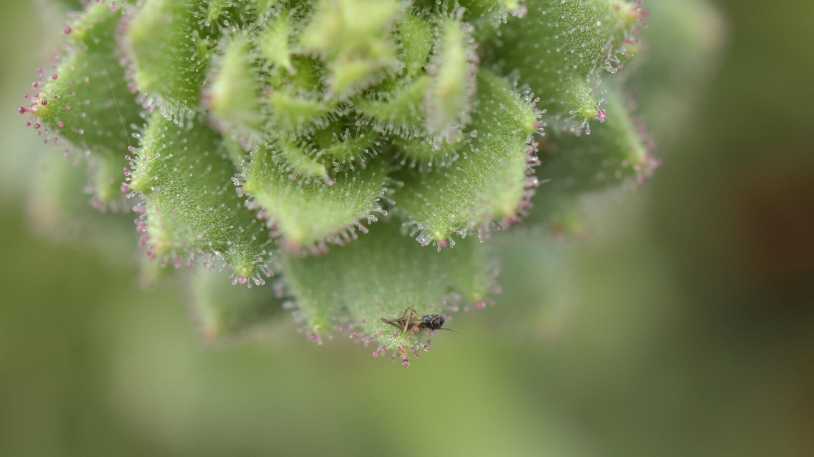 Biología: Una saxífraga china también come insectos