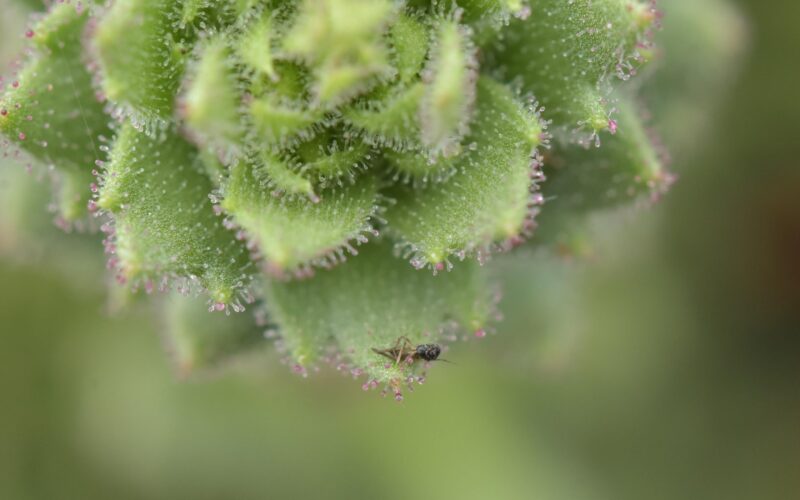 Biología: Una saxífraga china también come insectos
