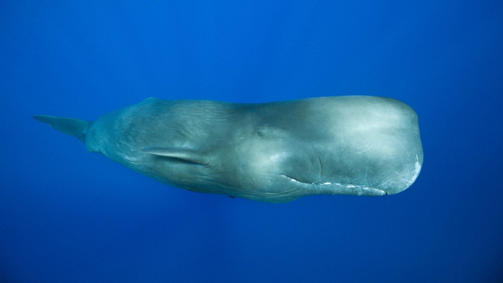 Biología marina: El ritmo metálico de los cachalotes