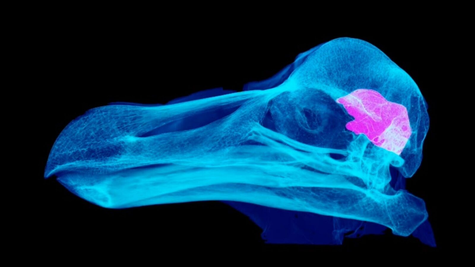 Paleontología: El dodo quizá vivía con poca luz