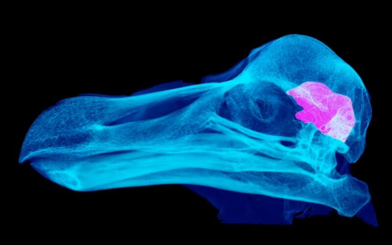 Paleontología: El dodo quizá vivía con poca luz