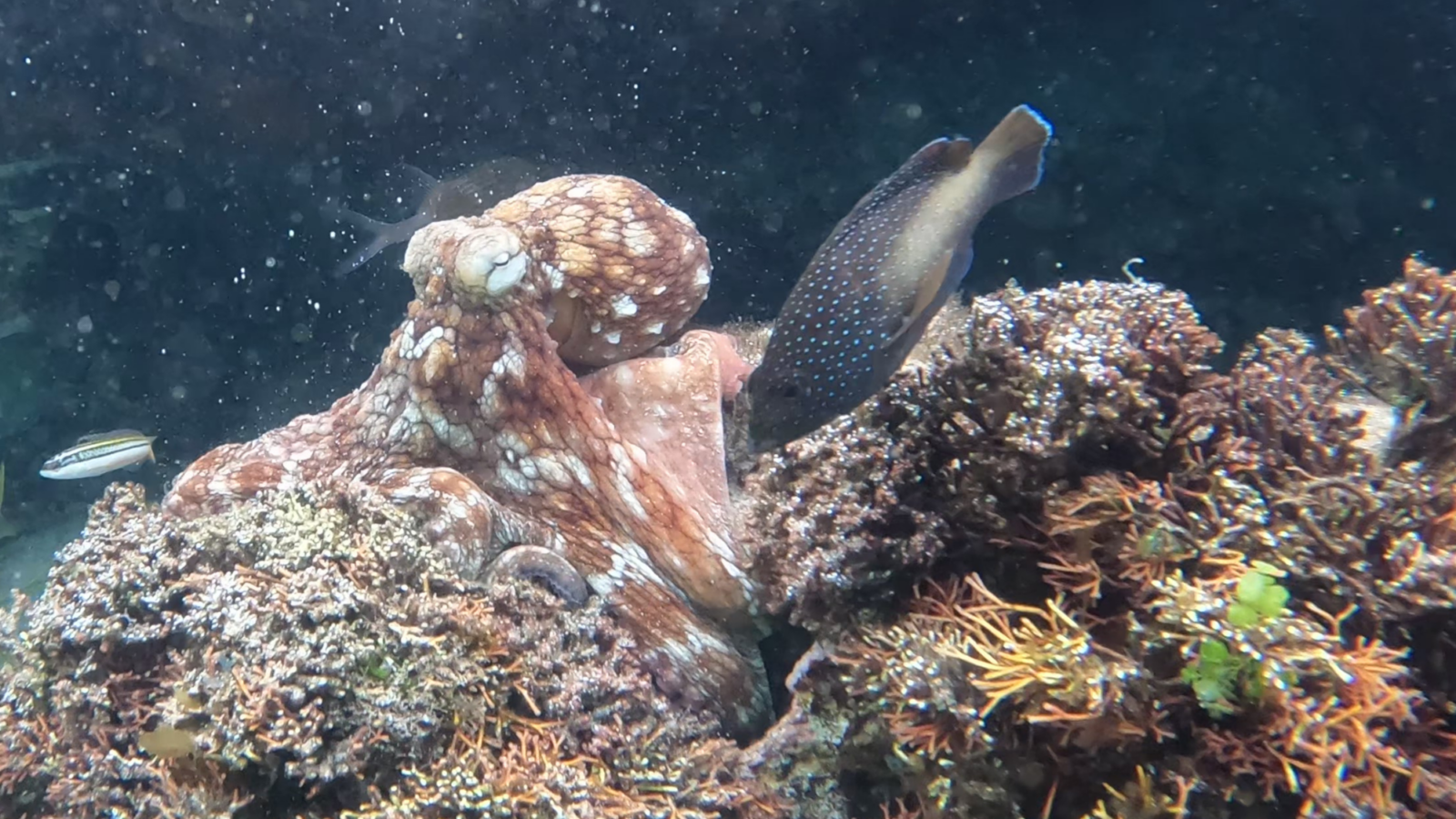 Biología marina: Pulpos juveniles ajustan su respuesta a los peces