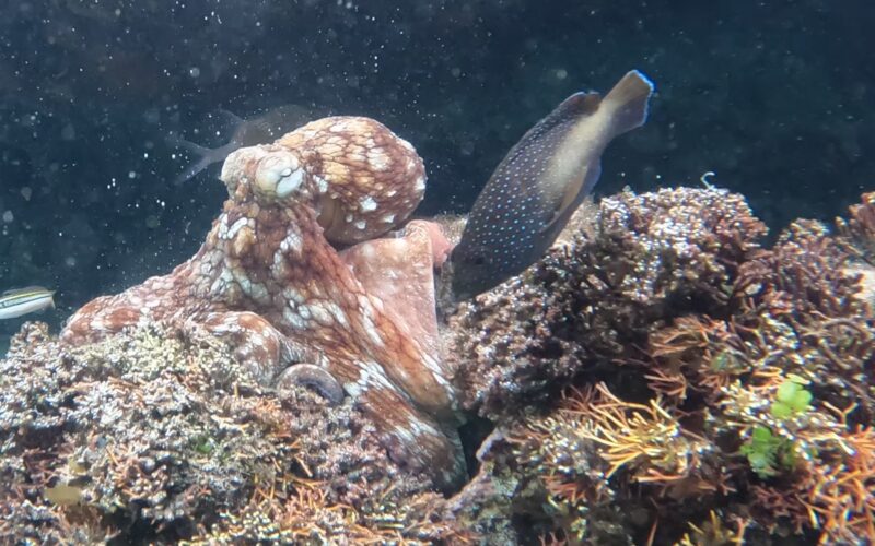 Biología marina: Pulpos juveniles ajustan su respuesta a los peces