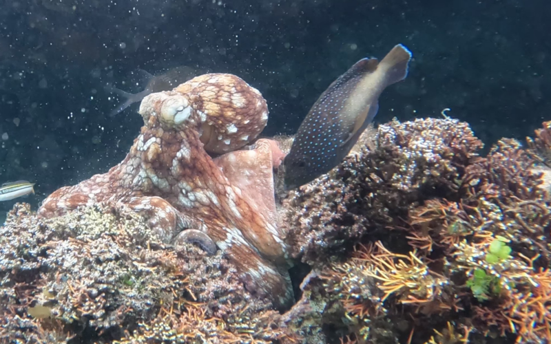 Biología marina: Pulpos juveniles ajustan su respuesta a los peces