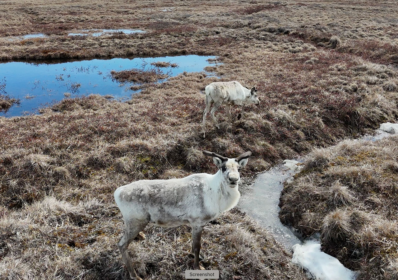 Clima: La «cortina cero» del Ártico bajo la lupa