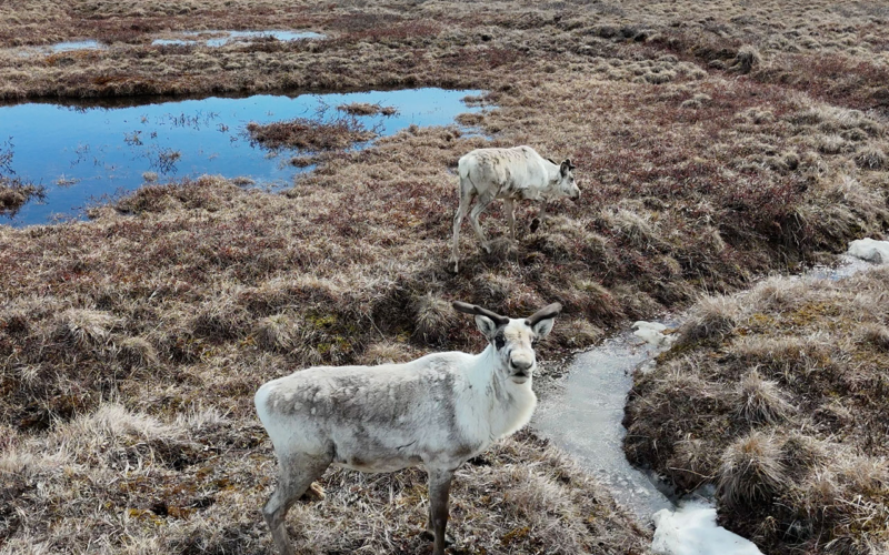 Clima: La «cortina cero» del Ártico bajo la lupa