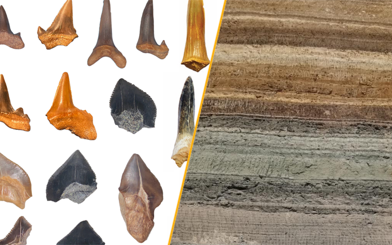 Paleo: Siete tiburones bajo el desierto egipcio