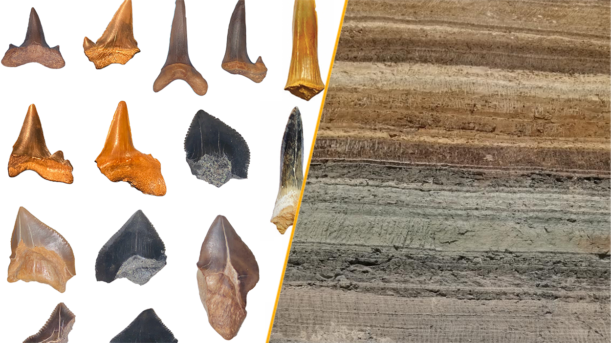 Paleo: Siete tiburones bajo el desierto egipcio