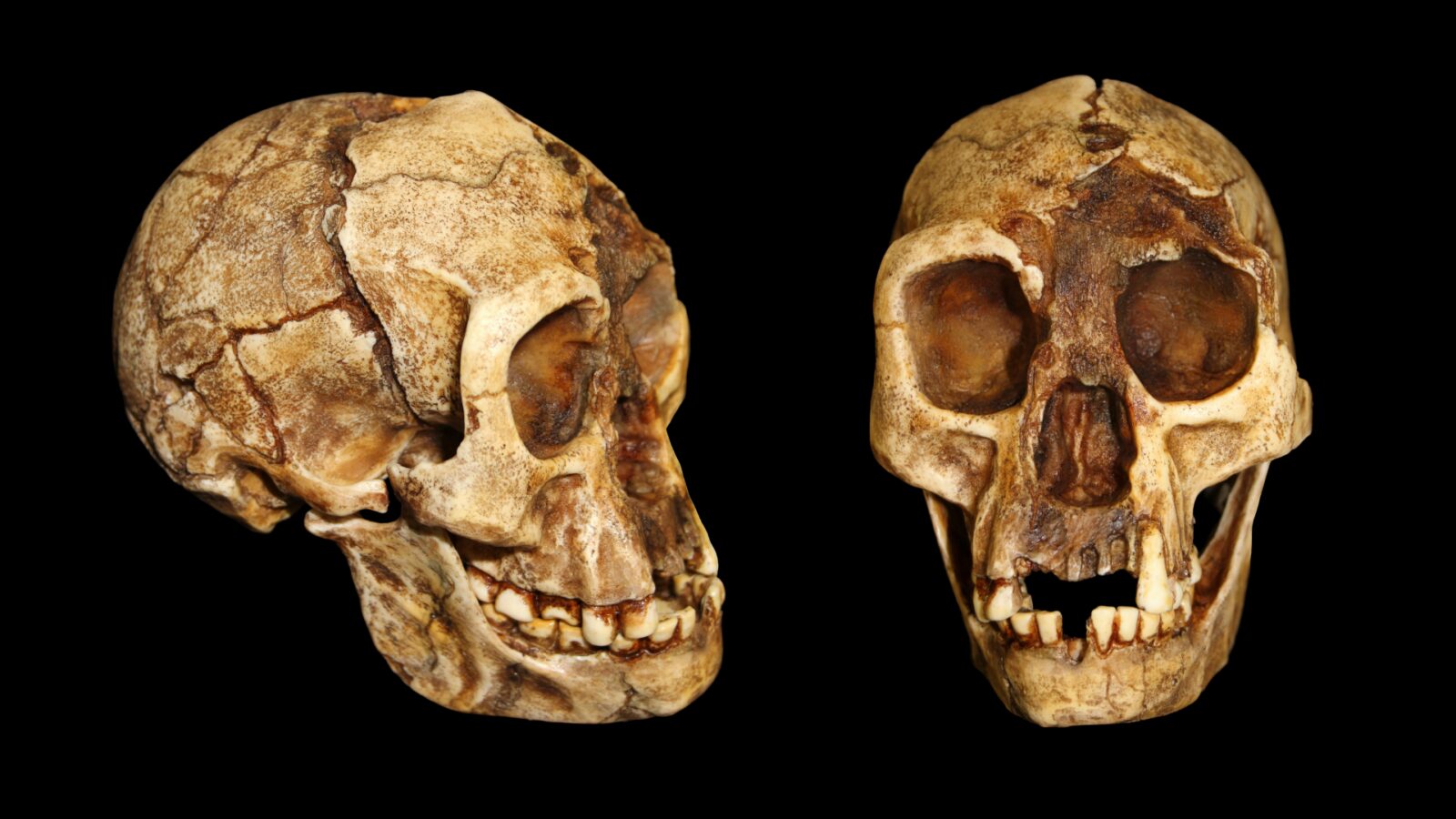 Evolución humana: la cadera del «hobbit» se parece a la nuestra
