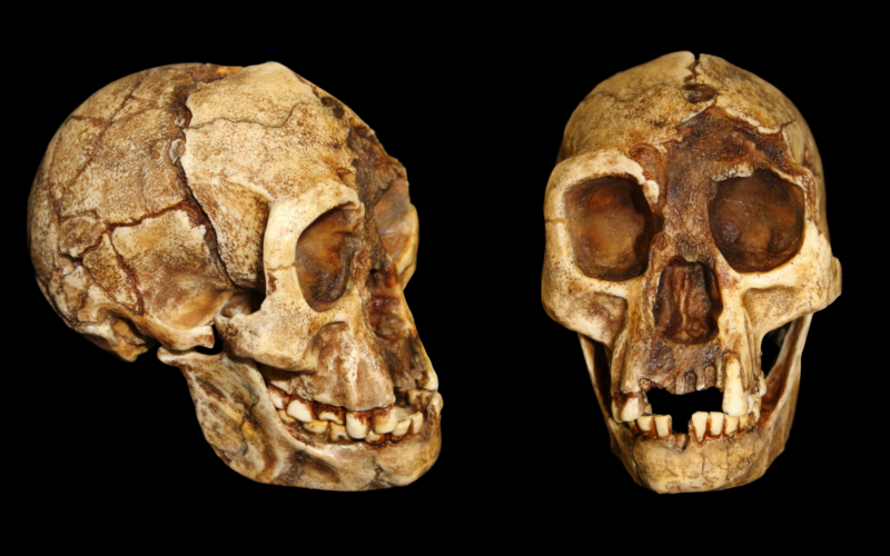 Evolución humana: la cadera del «hobbit» se parece a la nuestra
