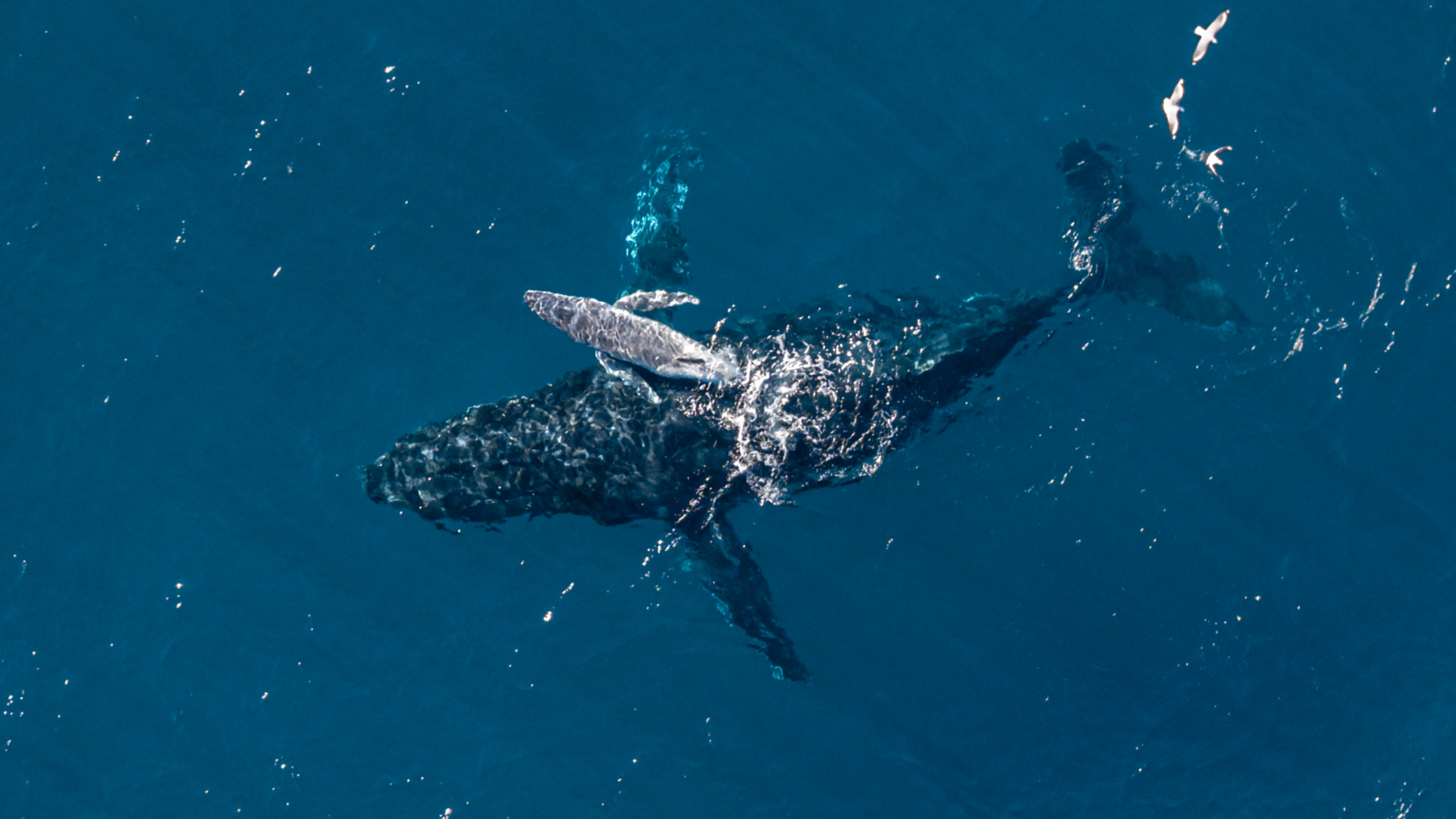 Biología marina: Un dron capta el parto de una yubarta