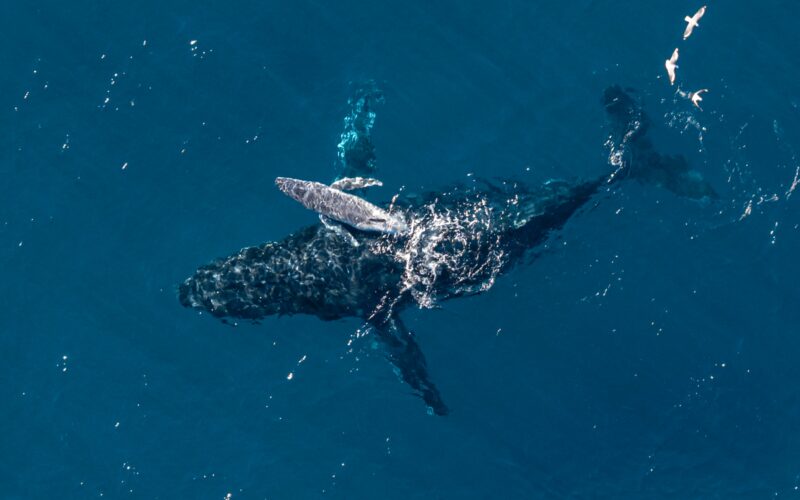 Biología marina: Un dron capta el parto de una yubarta