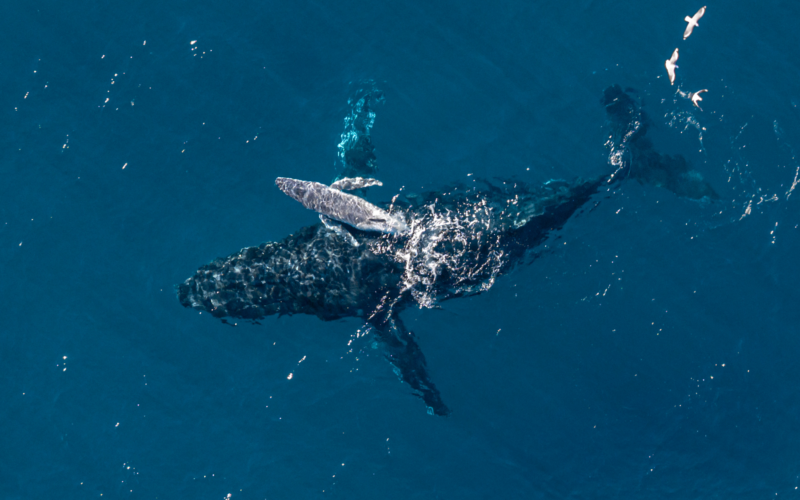 Biología marina: Un dron capta el parto de una yubarta
