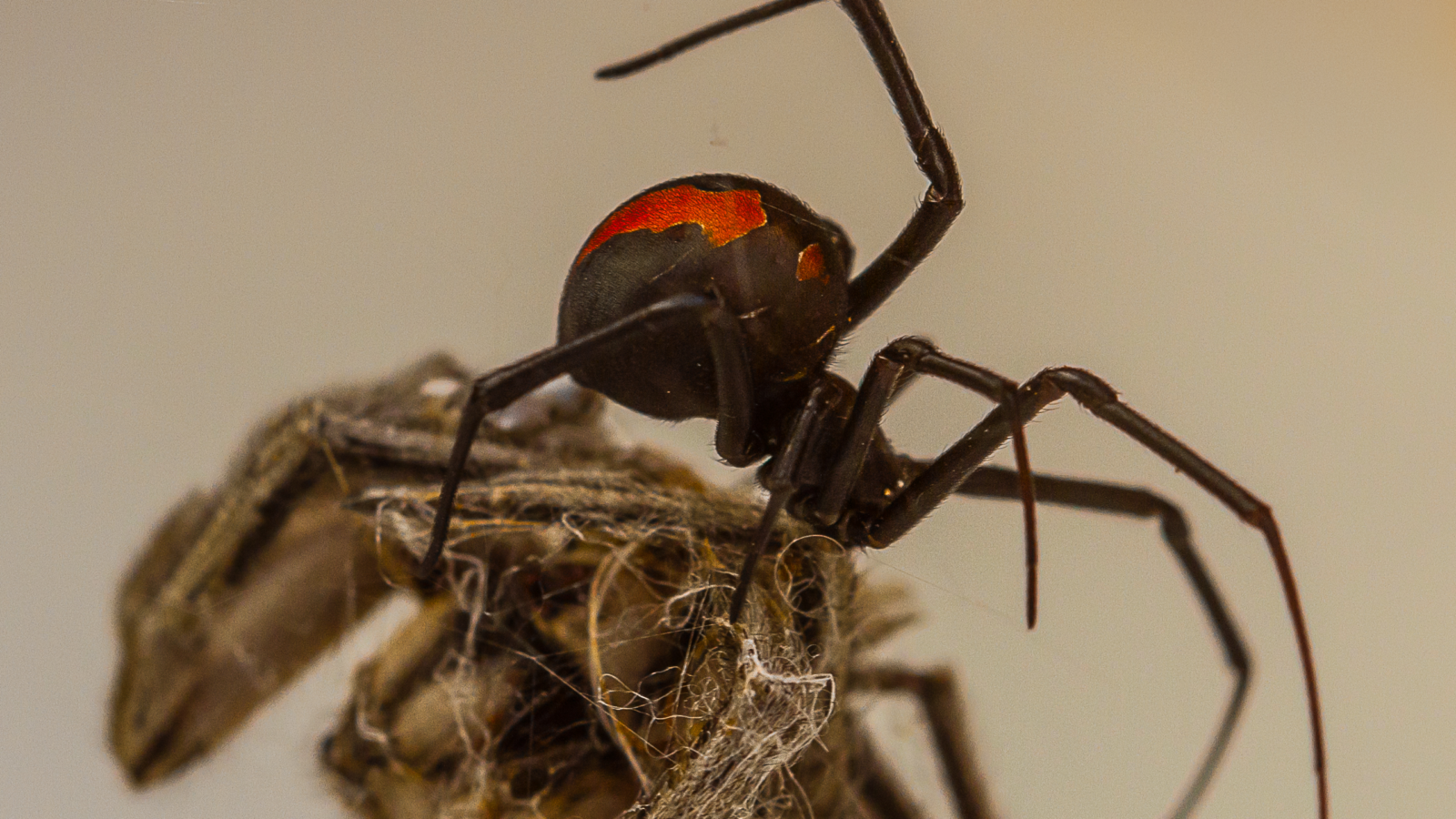 Biología: La genética del salto mortal de las redback