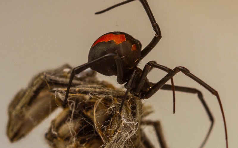 Biología: La genética del salto mortal de las redback