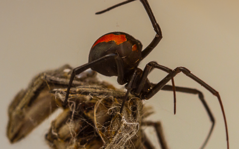 Biología: La genética del salto mortal de las redback