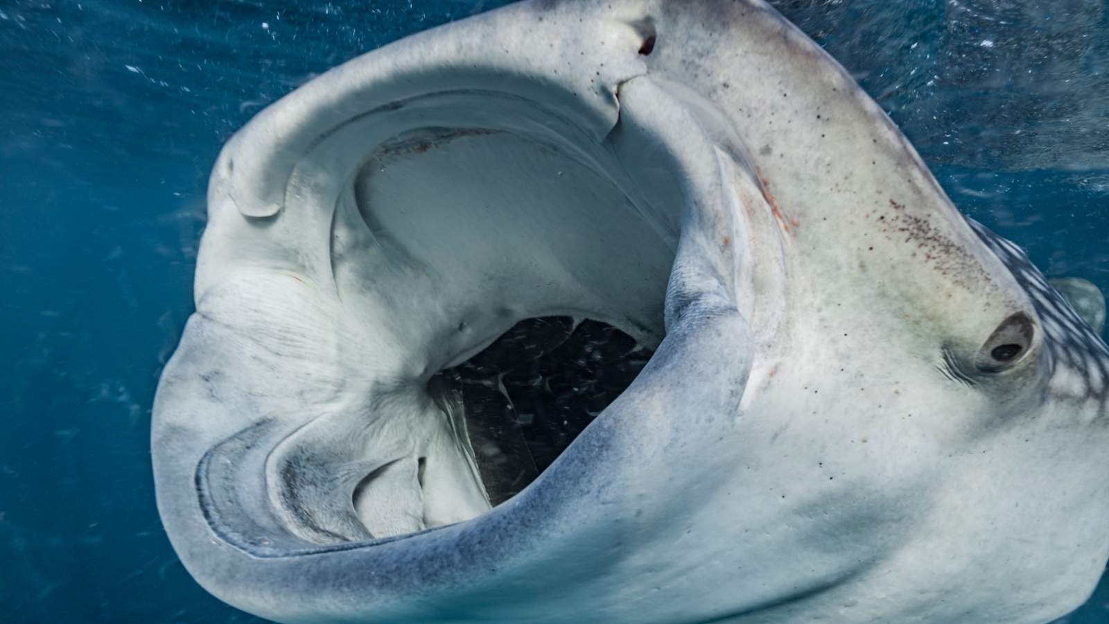 Biología marina: Cámaras revelan cómo comen los tiburones ballena