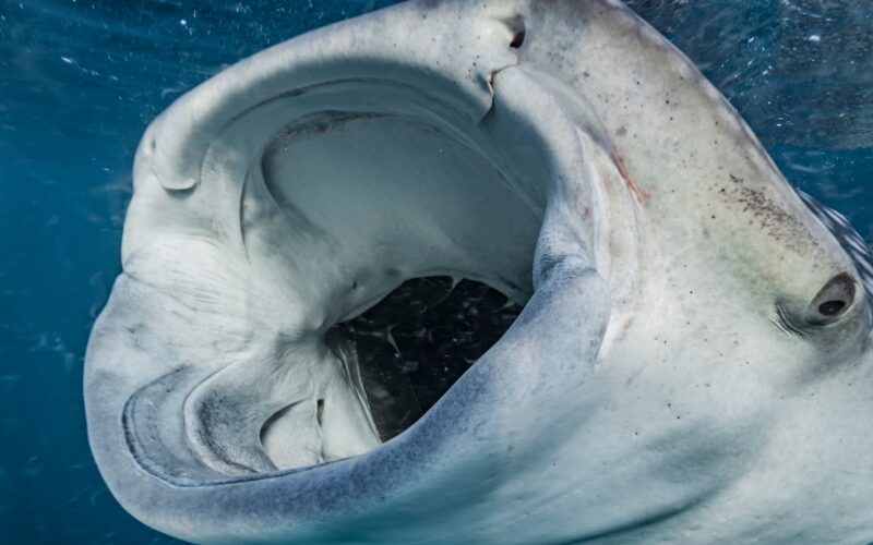 Biología marina: Cámaras revelan cómo comen los tiburones ballena