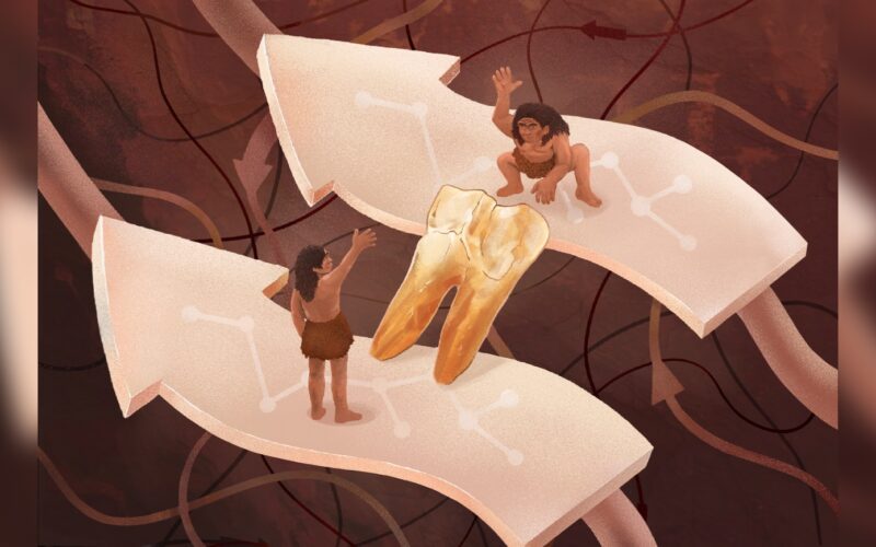 🦕 Paleo: Proteínas de esmalte reabren el caso Homo erectus