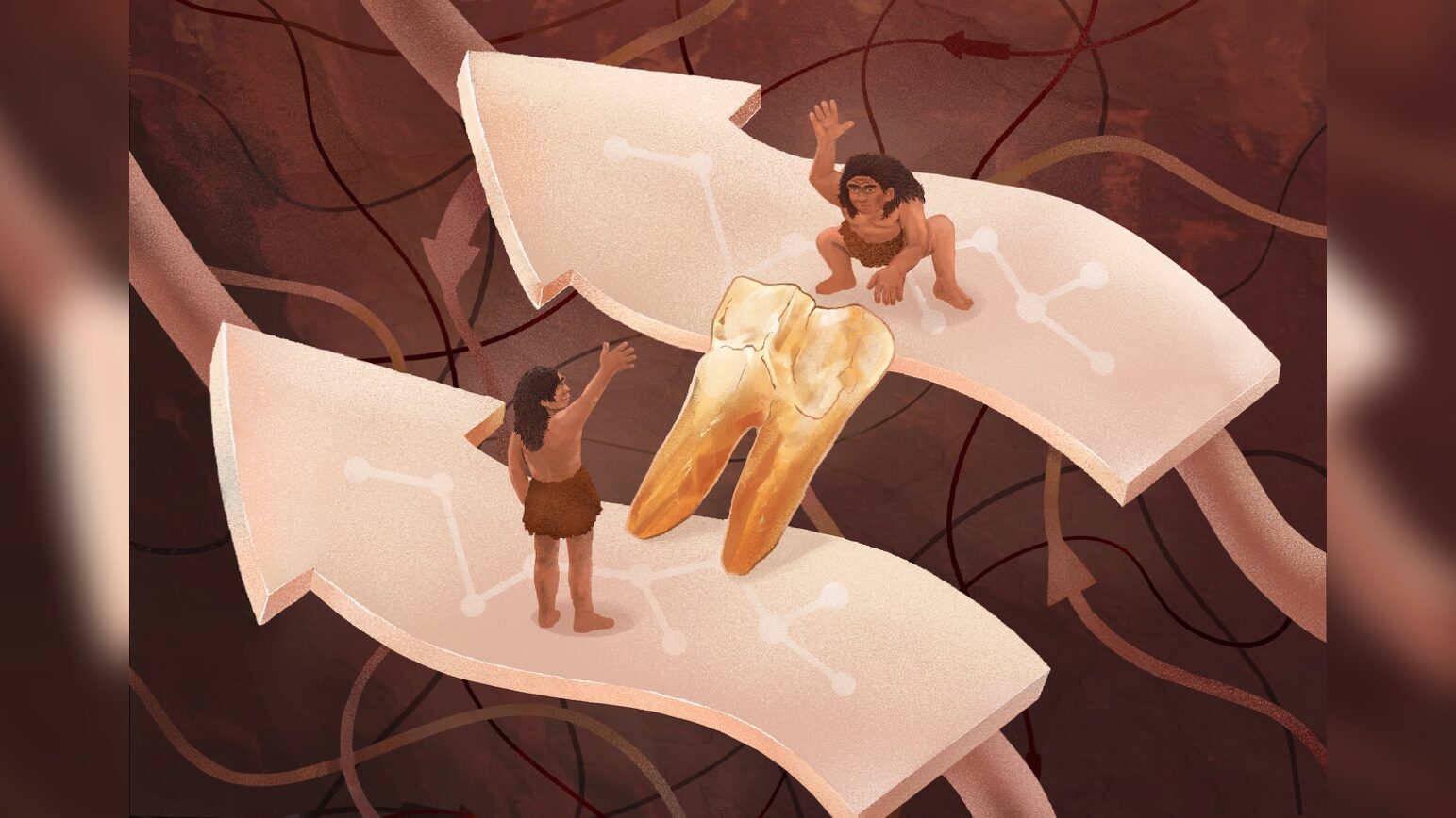 🦕 Paleo: Proteínas de esmalte reabren el caso Homo erectus