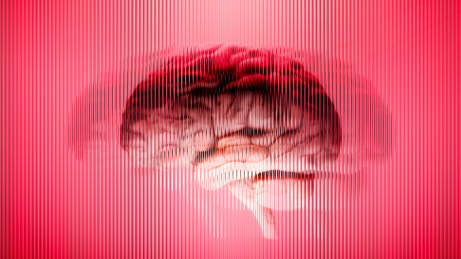 Neuro: Los organoides pierden el ritmo