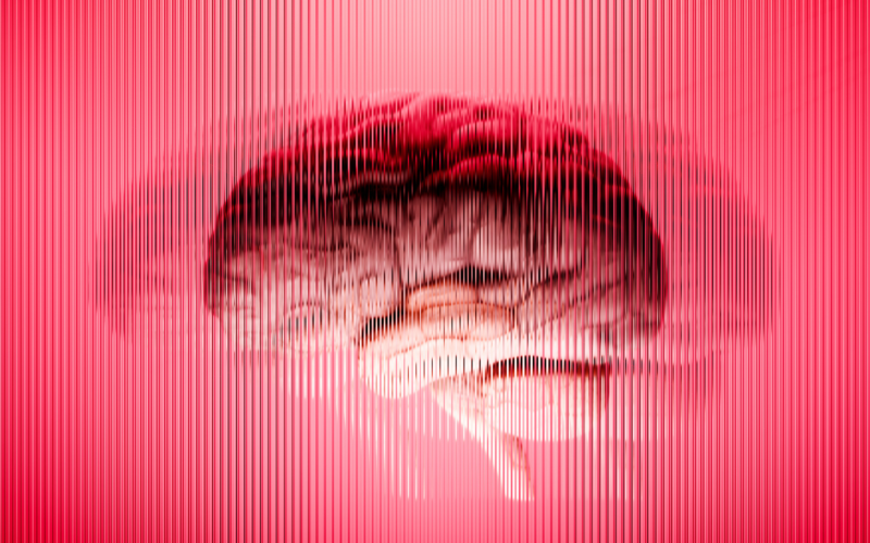 Neuro: Los organoides pierden el ritmo