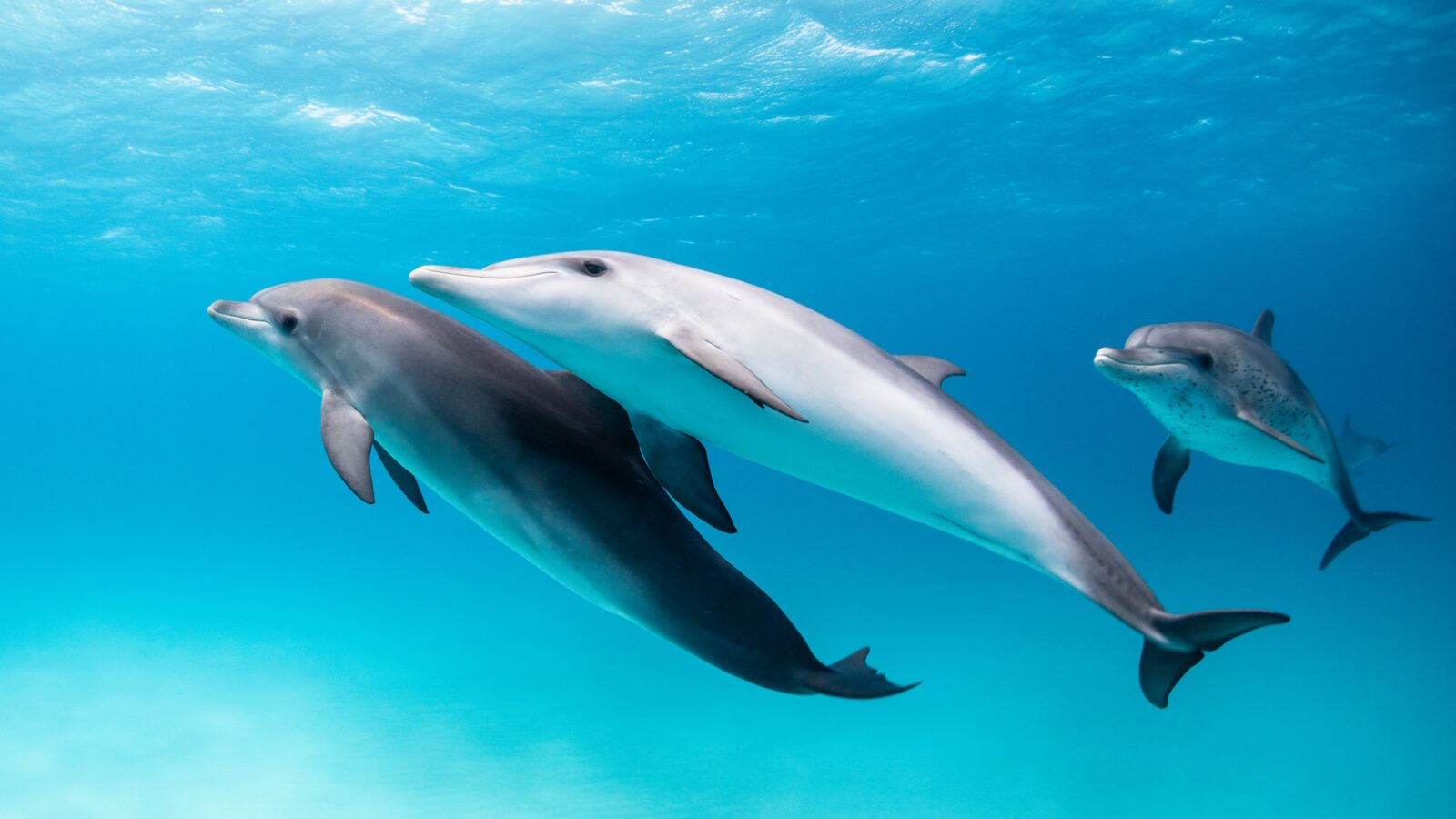 Animales: ¿Se llaman por su nombre?