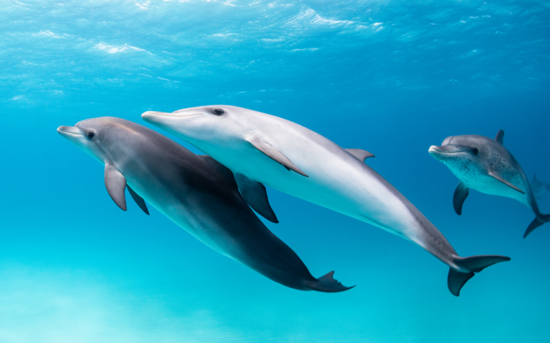 Animales: ¿Se llaman por su nombre?