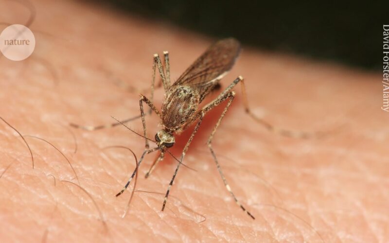 Salud: Los mosquitos ganan territorio